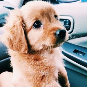 Meet your Posher, Mia